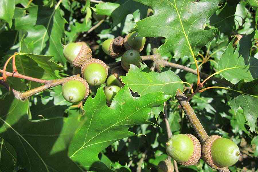 <p>Quercus rubra</p>