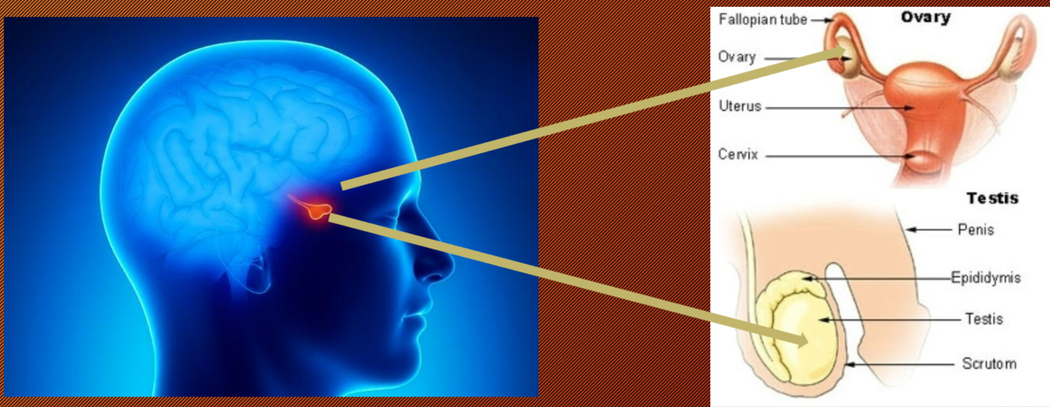 <p>FSH: Follicle Stimulating Hormone and LH: Luteinizing Hormone (Anterior pituitary gland)</p>