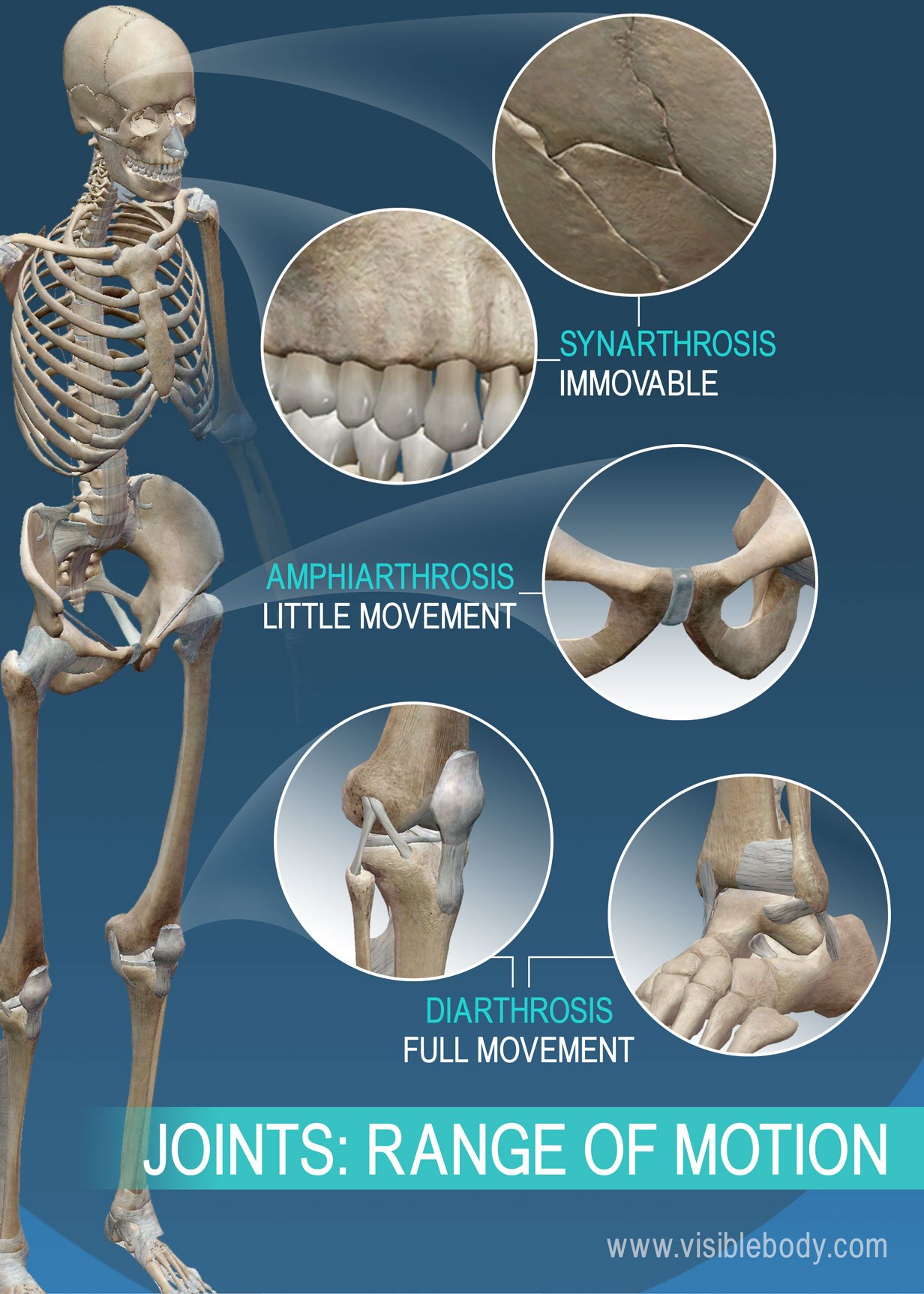 <p>sutures, synostosis, synchondrosis, gomphosis</p>