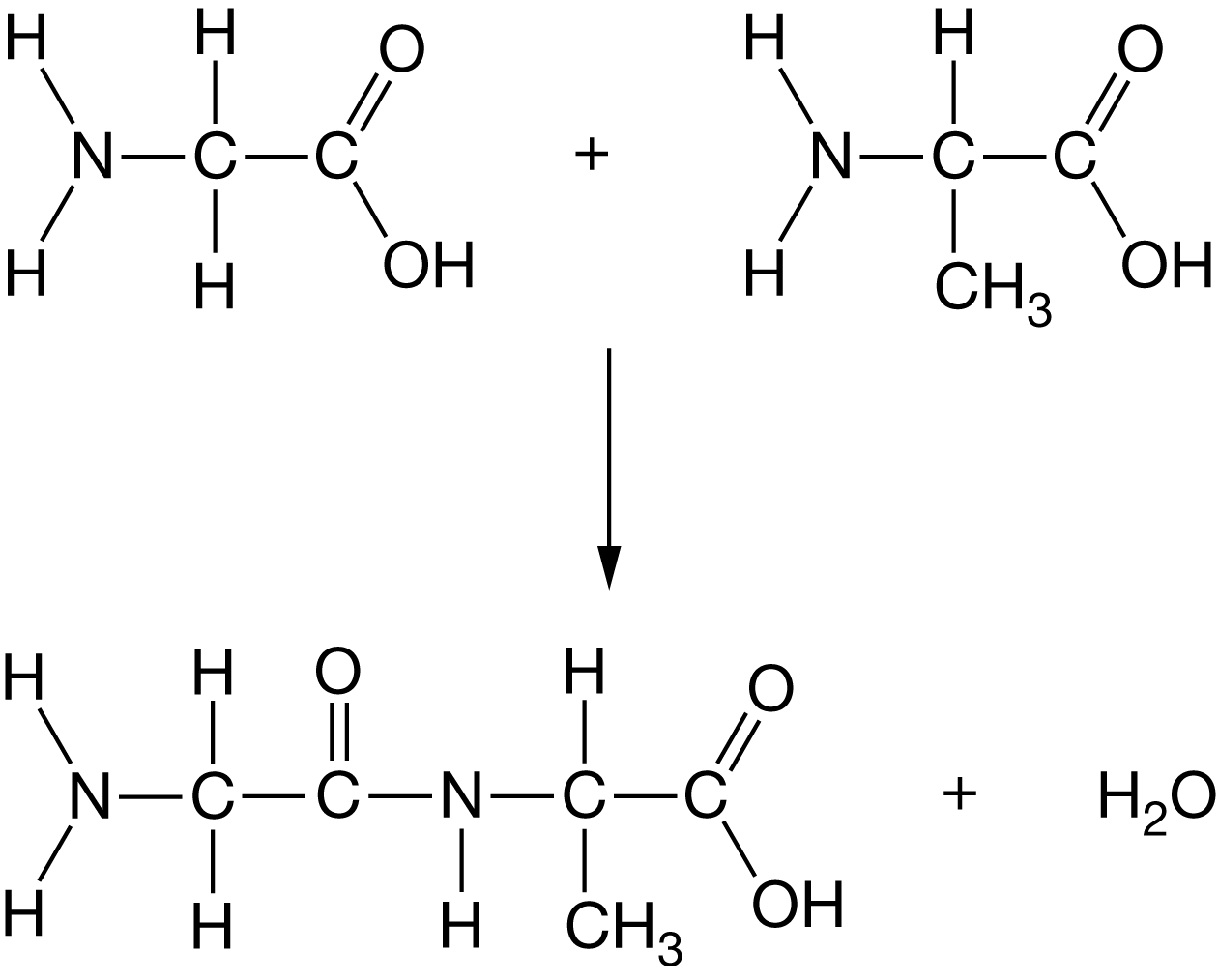 <p>Figure 1 represents a common process that occurs in organisms.</p><p>Figure 1. Structural formula for a common biological reaction </p><p>Which of the following is an accurate description of the process shown in Figure 1 ?</p>