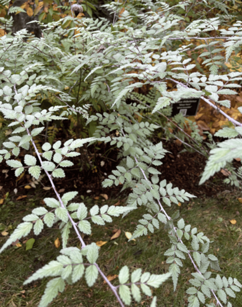 <p>#GORG, silvery wax and white hairs, ghostly, alternating pinnately compound, prickles</p>