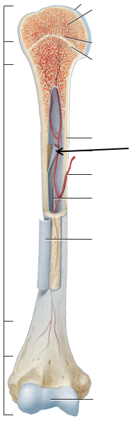 <p>State which part of the bone is this (the one pointed out by the arrow). <em>Hint: lines the medullary cavity</em>.</p>