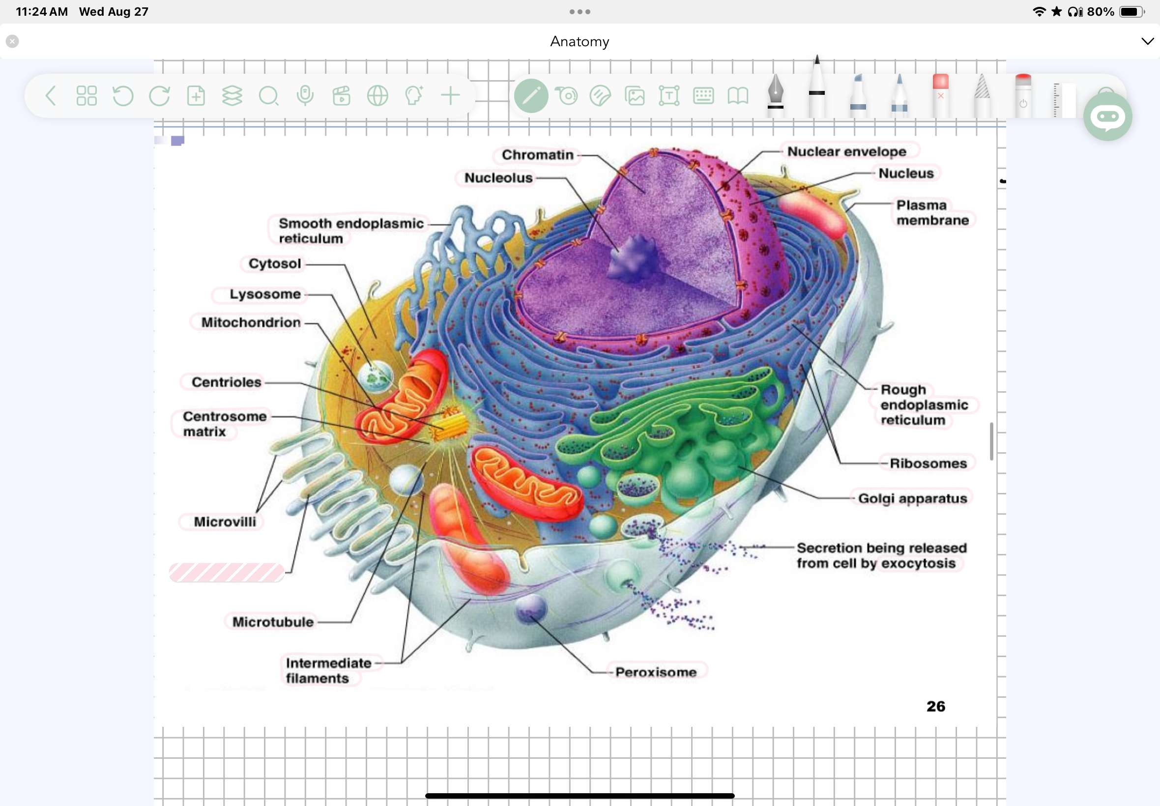 term image