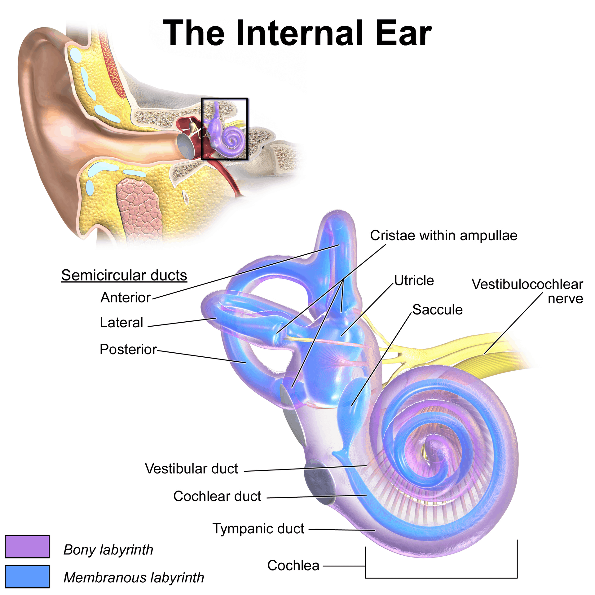 <p><span style="color: rgb(43, 49, 80)">Listening to music stimulates which of the following organs?</span></p><p><span style="color: rgb(43, 49, 80)"><em>The </em></span><strong><em>cochlea</em></strong><span style="color: rgb(43, 49, 80)"><em> is the part of the ear that functions in </em></span><strong><em>hearing</em></strong><span style="color: rgb(43, 49, 80)"><em>. The </em></span><strong><em>utricle, saccule, and semicircular canals</em></strong><span style="color: rgb(43, 49, 80)"><em>, on the other hand, play roles in </em></span><strong><em>balance and equilibrium</em></strong><span style="color: rgb(43, 49, 80)"><em>.</em></span></p>