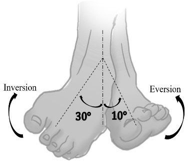 <p>Motions of the foot</p>