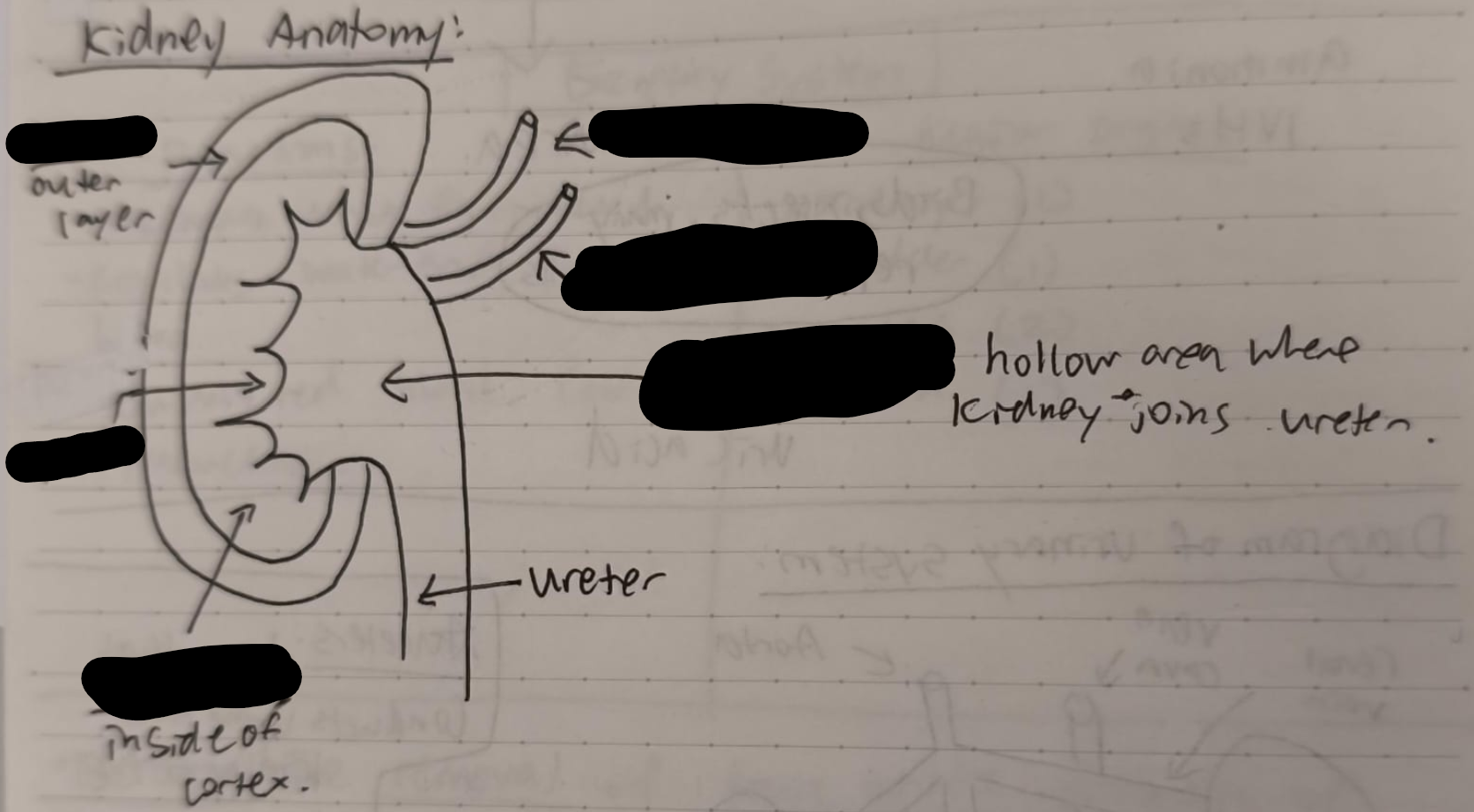 <p>Label the kidney </p>