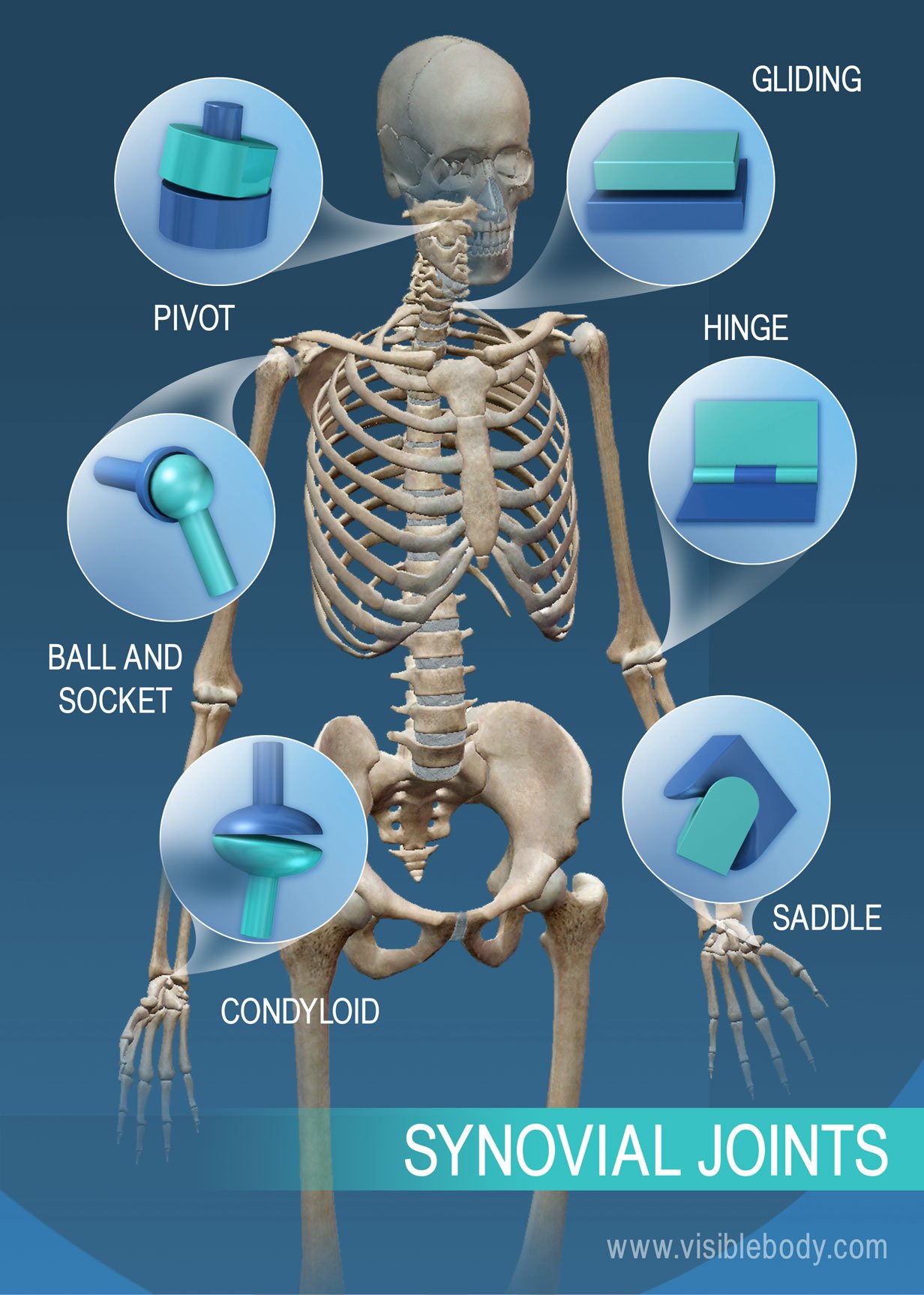 <ul><li><p>Joints that contain a cavity filled with fluid, allowing for a wide range of motion.</p></li><li><p>Most joints are this type, especially the ones in limbs.</p></li></ul><p></p>