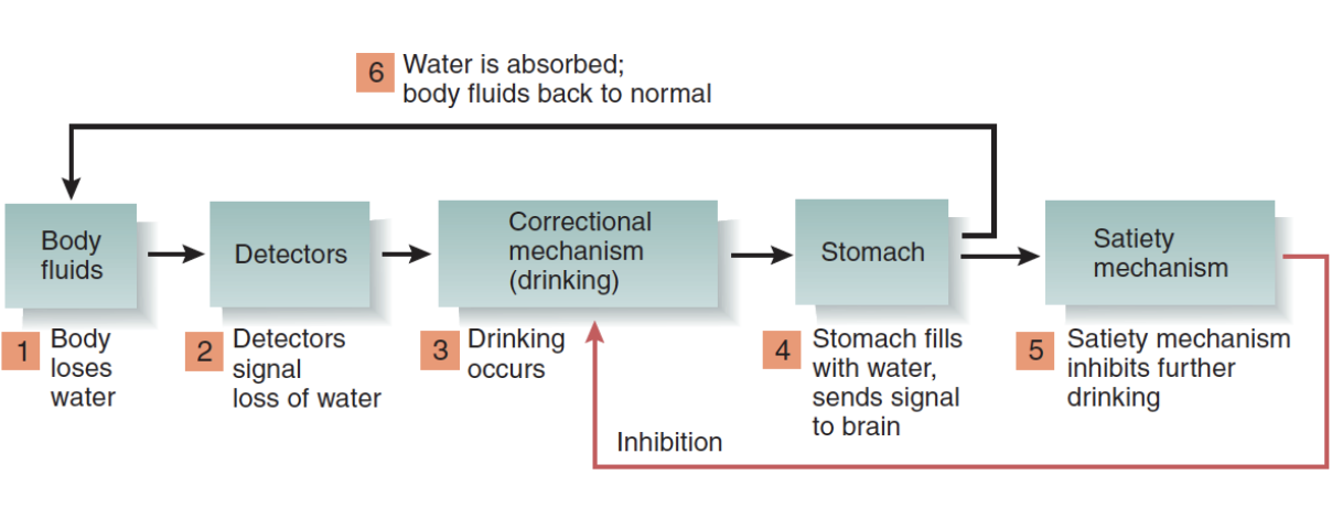 <p>→ result of water loss (collectively caused by urinating, sweating, and breathing), mediated by fluid intake</p><ul><li><p><strong>Osmometric thirst</strong></p></li><li><p><strong>Volumetric thirst</strong></p></li></ul><p></p>