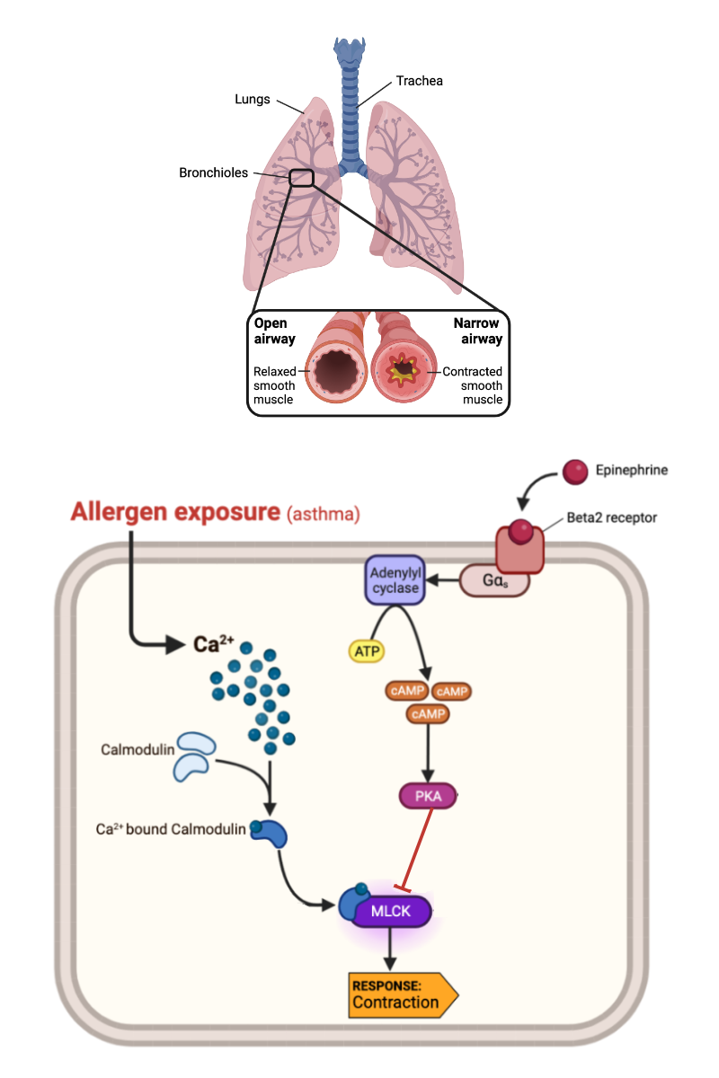 <p>Complete the following sentence. As the concentration of allergen in a person's lung decreases, a smooth muscle cell should be _____ likely to contract.</p><ul><li><p><span>a. more</span></p></li><li><p><span>b. less&nbsp;</span></p></li><li><p><span>c. equally</span></p></li></ul><p></p>