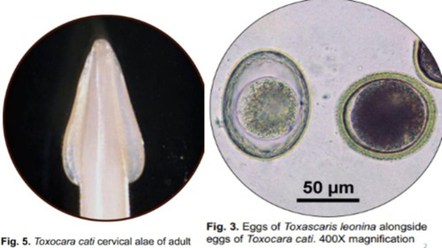 <p>Roundworm that infects the SI of wild/domestic felids</p><p>-Prominent, arrowhead-like cervical alae</p><p>-Eggs are ovoid with a bumpy outer surface with a less spacious interior compared to Toxascaris leonina</p>