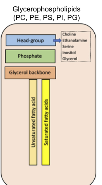 <p>Glycerophospholipids structure</p>
