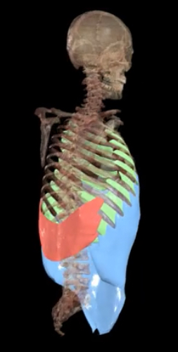 <p>What muscles contract in forced expriration?</p>