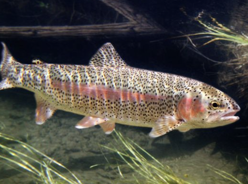 <p>rainbow trout</p>