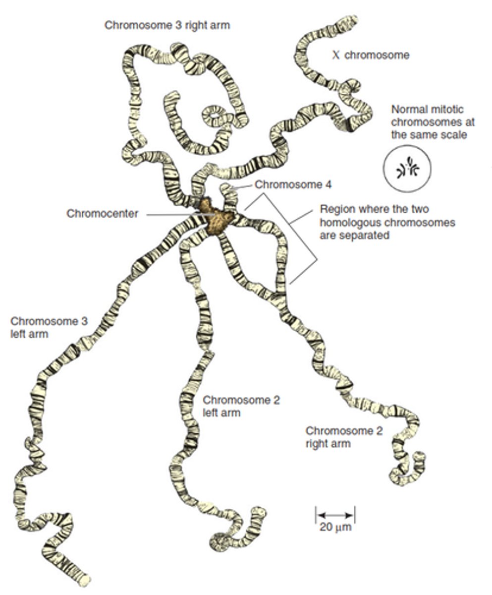 <p>A type of chromosome found in certain cells, such as <em>Drosophila </em>salivary cells, that consists of many copies of a chromosome that lie side by side.</p>