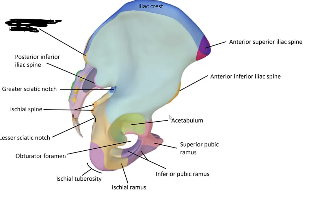 <p>The upper back projection of the iliac bone.</p>