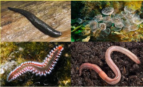 <p>What phylum is this?</p>