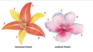 <p>How do monocots and eudicots differ in their floral parts?</p>