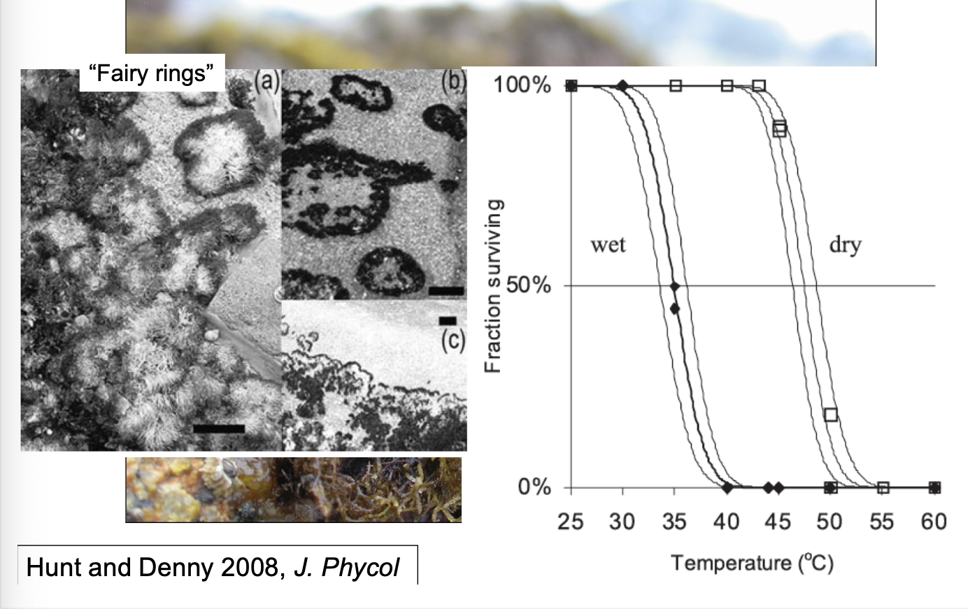 <p>leave behind “fairy rings”</p>