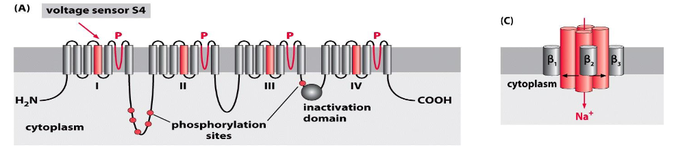 <p>1 α subunit + 3 β subunits. α subunit forms the channel.</p><p>4 influx openings + 4 efflux openings</p>