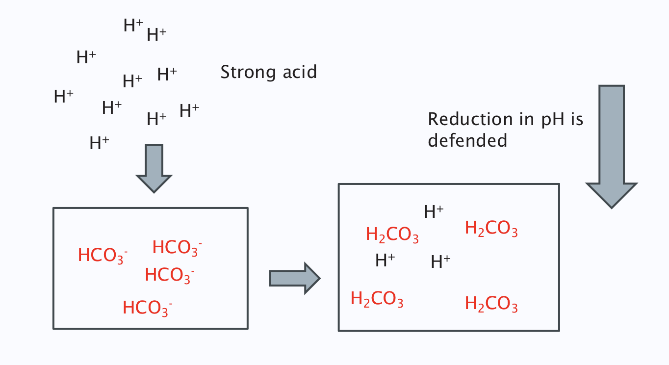 <ol><li><p>H+ binds to bicarbonate to form carbonic acid which dissociates into CO2 and water </p></li></ol><p></p>