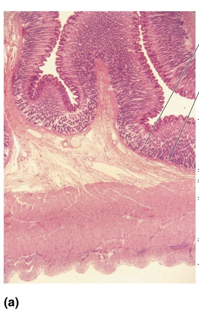 <p>What tissue is this?</p>