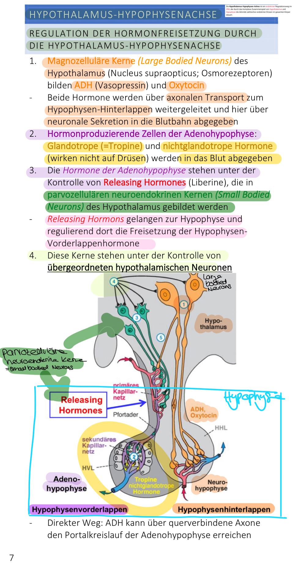 
1. magnozelluläre Kerne (Large embodied neurons) des hypothalamus (Ncl supraopticus;Osmorezeptoren) bilden ADH (vasopressin) und Oxytocin → beide Hormone werden über axonalen Transport zum Hypophysen-hinterlappen weitergeleitet und hier über neuronale Sekretion in die Blutbahn abgegeben bei Bedarf
2. Hormonproduzierende Zellen der Adenohypophyse: Glandotrope (=Tropine) und nichtglandotrope Hormone werden in das Blut abgegeben
3. die Hormone der Adenohypophyse stehen unter der Kontrolle von Releasing Hormonen (Liberine), die in parvozelluläre neuroendokrinen Kernen (small bodied neurons) des hypothalamus gebildet werden → Releasing hormone gelangen zu hypophyse und reguliern dort die Freisetzung der hypophysen vorderlappen hormone
4. diese kerne stehen unter der kontrolle von übergeordneten hypothalamischen neuronen
5. ADH kann über querverbindende Axone den Portalkreislauf der Adenohypophyse erreichen

   \
