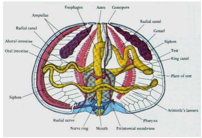 <ul><li><p>Five conspicuous gonads arrayed interambulacrally</p></li><li><p>Mainly herbivores (algae), but can graze on anything: plant, animal, rock</p></li><li><p>Parallel to the intestine is the siphon</p></li><li><p>Only soft part of skeleton is the peristomial membrane</p></li><li><p>Unique jaw apparatus known as Aristotle's Lantern that can protrude from the mouth.</p></li></ul><p></p>