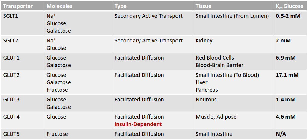 <ul><li><p>sodium glucose co transporters</p><ul><li><p>2ndary active transport</p></li><li><p>allow sodium to go along gradient; glucose against gradient</p></li></ul></li><li><p>glucose transporters </p><ul><li><p>facilitated diffusion</p></li></ul></li><li><p>fructose transpoorter</p><ul><li><p>facilitated diffusion</p></li></ul></li></ul><p></p>