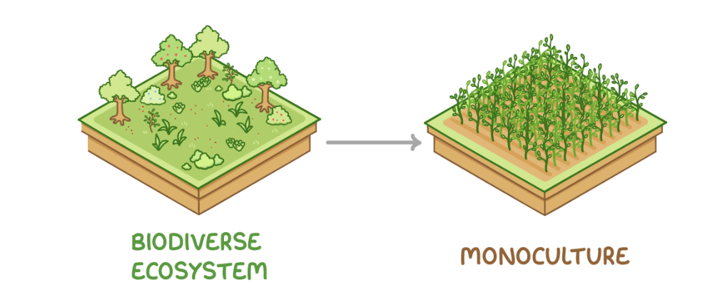 <p><span>Farming methods aimed at maximising crop yields, such as creating monocultures, often decrease biodiversity.&nbsp;These practices decrease habitat, plant, and animal diversity. Populations decline as species lose food, shelter, and breeding sites.</span></p><p><strong>Some of these methods include:</strong></p><ul><li><p><strong>Monocultures&nbsp;- This involves growing single crops over large areas, typically without crop rotation, directly decreasing the diversity of plants and of species that depend on them for food or a habitat. Monocultures also deplete the nutrients from soil.</strong></p></li><li><p><strong>Converting woodland and hedgerows into fields&nbsp;- This decreases numbers of trees and other species, and destroys habitats relied on by many species.</strong></p></li><li><p><strong>Filling in ponds, draining marshes, over-grazing of land&nbsp;- This directly destroys habitats and reduces species diversity.</strong></p></li><li><p><strong>Removing weeds with herbicides&nbsp;- This may harm other species or those that depend on target species.</strong></p></li><li><p><strong>Using pesticides to kill crop pests&nbsp;- This may harm other species or those that depend on target species.</strong></p></li><li><p><strong>Using inorganic fertilisers&nbsp;- These may runoff into water courses, causing issues for aquatic species.</strong></p></li></ul><p></p>