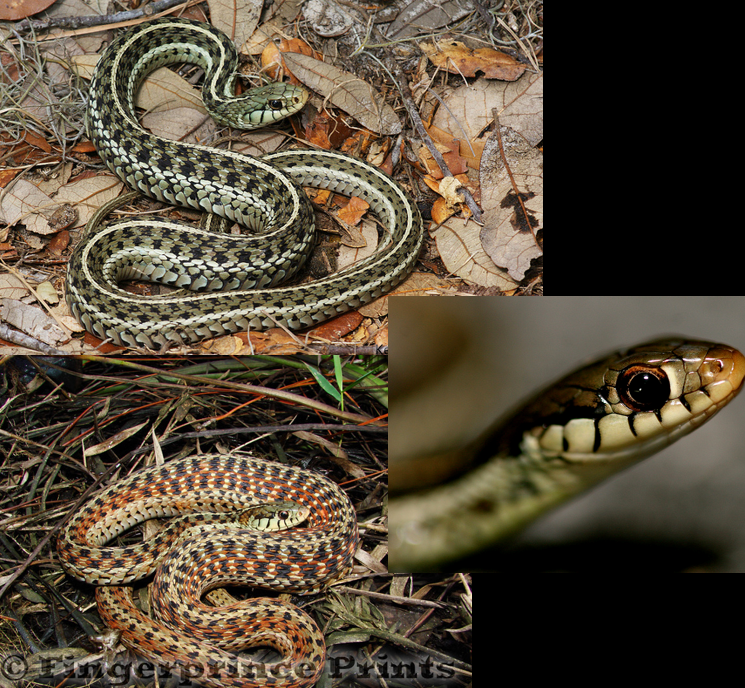 <p>moist leaf litter; all of GA; same pattern, color varies; dorsal line with checkered pattern; lip scales are edged in black</p>