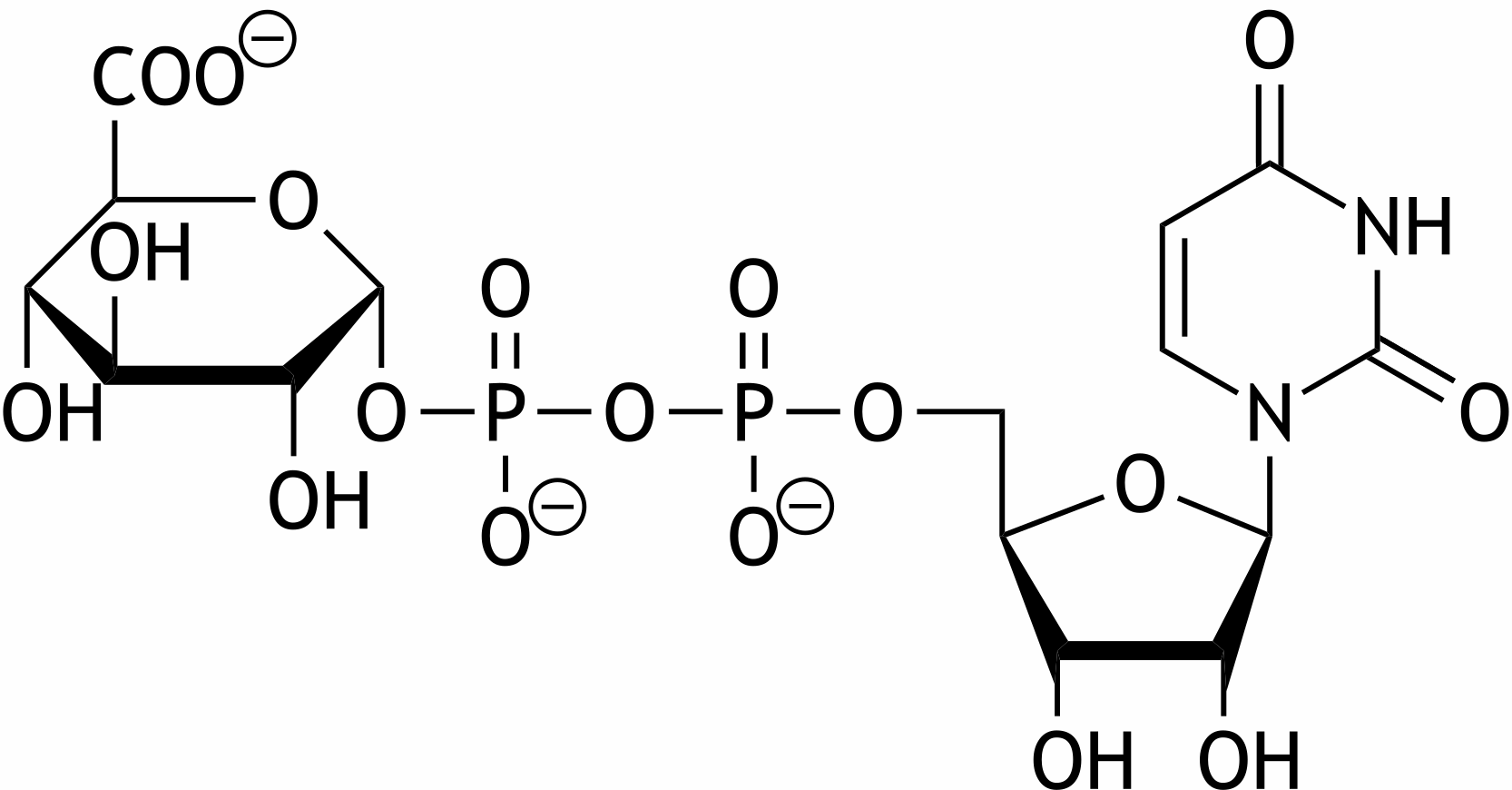 <p>7. Carbohydrates and their derivatives must exist in a nucleoside diphosphate–activated form in metabolism in order to be transferred to another molecule. Below is a uridine diphosphate (UDP)–activated carbohydrate derivative.</p><p>Which of the following carbohydrate derivatives is it?</p><p>A. Galacturonic acid</p><p>B. Gluconic acid</p><p>C. Glucuronic acid</p><p>D. Hyaluronic acid</p><p>E. Sialic acid</p>
