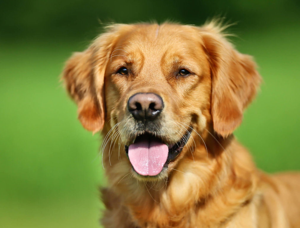 <p>Dog</p>