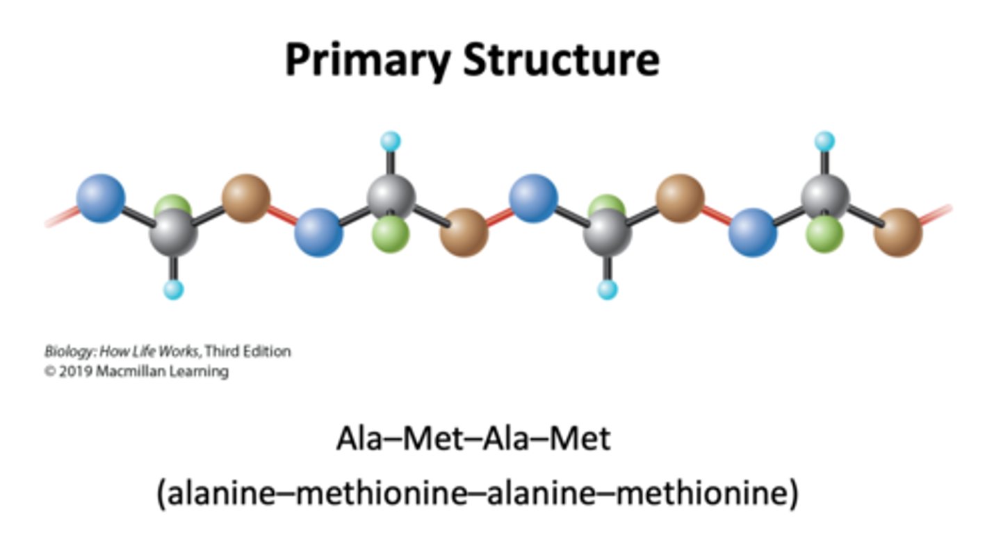 <p>1. The primary structure is the amino acid sequence.<br>2. It can be represented by a series of three-letter or one-word abbreviations. <br>3. They are listed starting at the amino end (N-terminus) and going toward the carboxyl end (C-terminus).</p>