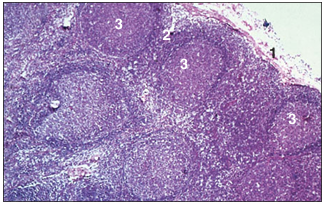 <p>name of histologic slide:</p><p>Specie:</p><p>Parts</p><p>1.__ 2.__ 3.__</p><p>Stain used:</p>