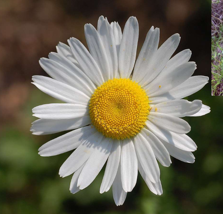 <p>Liknar balderbrå men har inte dess finflikiga blad. </p>