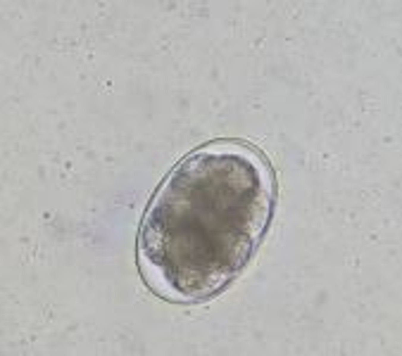 <p>oviparous, elongated, both ends pointed, colorless, morula</p>