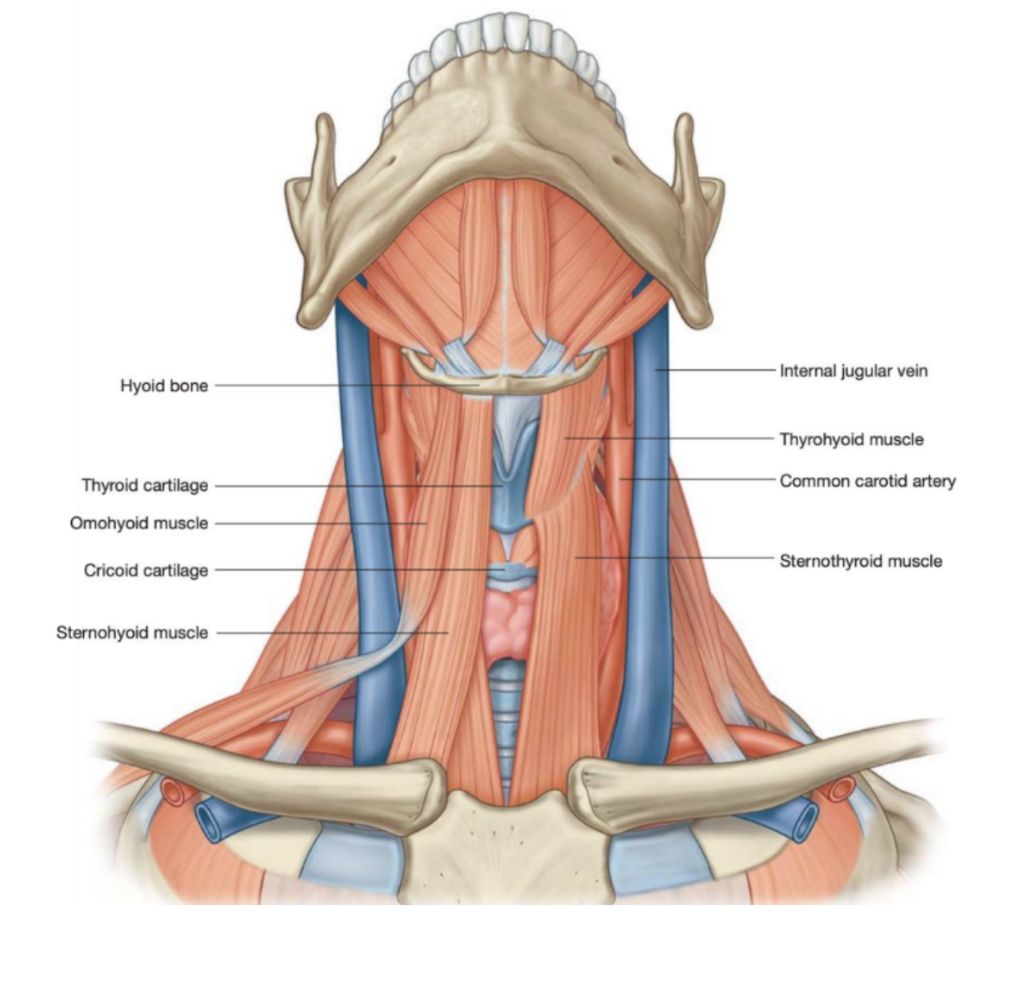 <ul><li><p><span>Muscles in the anterior triangle of the neck can be groups based on their location relative to the hyoid bone&nbsp;</span></p></li><li><p><span>Suprahyoid muscles –</span></p><ul><li><p><span>Stylohyoid, digastric, mylohyoid, and geniohyoid</span></p></li><li><p><span>Give mobility to the hyoid bone &amp; form the floor of the oral cavity&nbsp;</span></p></li></ul></li><li><p><span>Infrahyoid muscles</span></p><ul><li><p><span>Omyhyoid, sternohyoid, thyrohyoid, and sternothyroid&nbsp;</span></p></li></ul></li></ul>