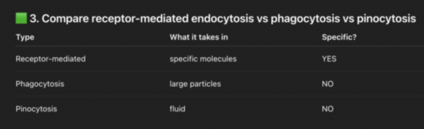 <p>Botox enters cells like LDL</p><p>Uses receptor-mediated endocytosis</p><p>Specifically: clathrin-dependent</p><p>Gets into cytosol</p><p>Targets SNARE proteins</p><p>Blocks exocytosis of ACh</p><p>Neuron cannot release acetylcholine-> Muscle does not contract = paralysis</p><p>Why are endocytosis and exocytosis active transport?</p><p>Because they require ATP (energy)</p><p>What is clathrin and its role?</p><p>Clathrin = protein that forms coated vesicles</p><p>Examples of proteins secreted by exocytosis</p><p>hormones (insulin)</p><p>neurotransmitters</p><p>enzymes</p><p>antibodies</p>