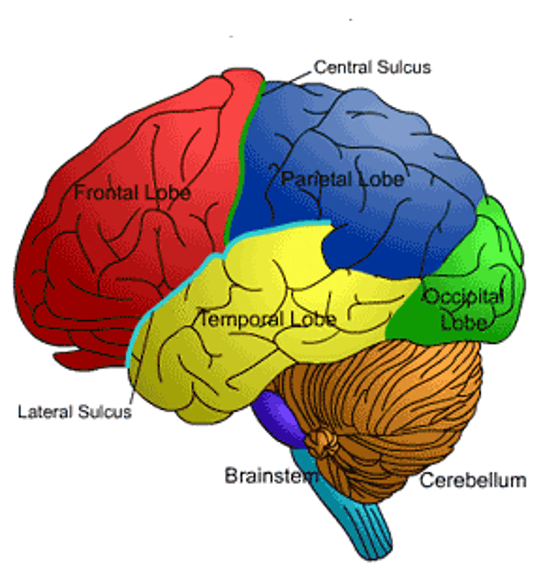 <p>Occipital, Temporal, Parietal, Frontal</p>
