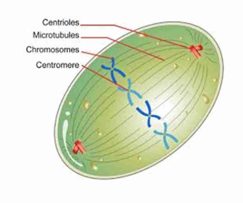 <p>Spindle fibers are</p><p><strong>fully developed</strong> and</p><p>the chromosomes</p><p><strong>align</strong> at the</p><p>equatorial plate</p>