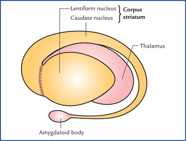 <p>Caudate nucleus (head, body, tail), putamen, and globus pallidus.</p>