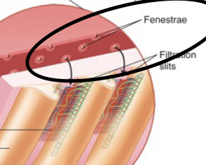 <p>C. Large fenestrations (pores)</p><ul><li><p>These pores allow fluid to leave the capillaries but are too small for cells to pass (RBC &amp; WBC)</p></li></ul><p></p>