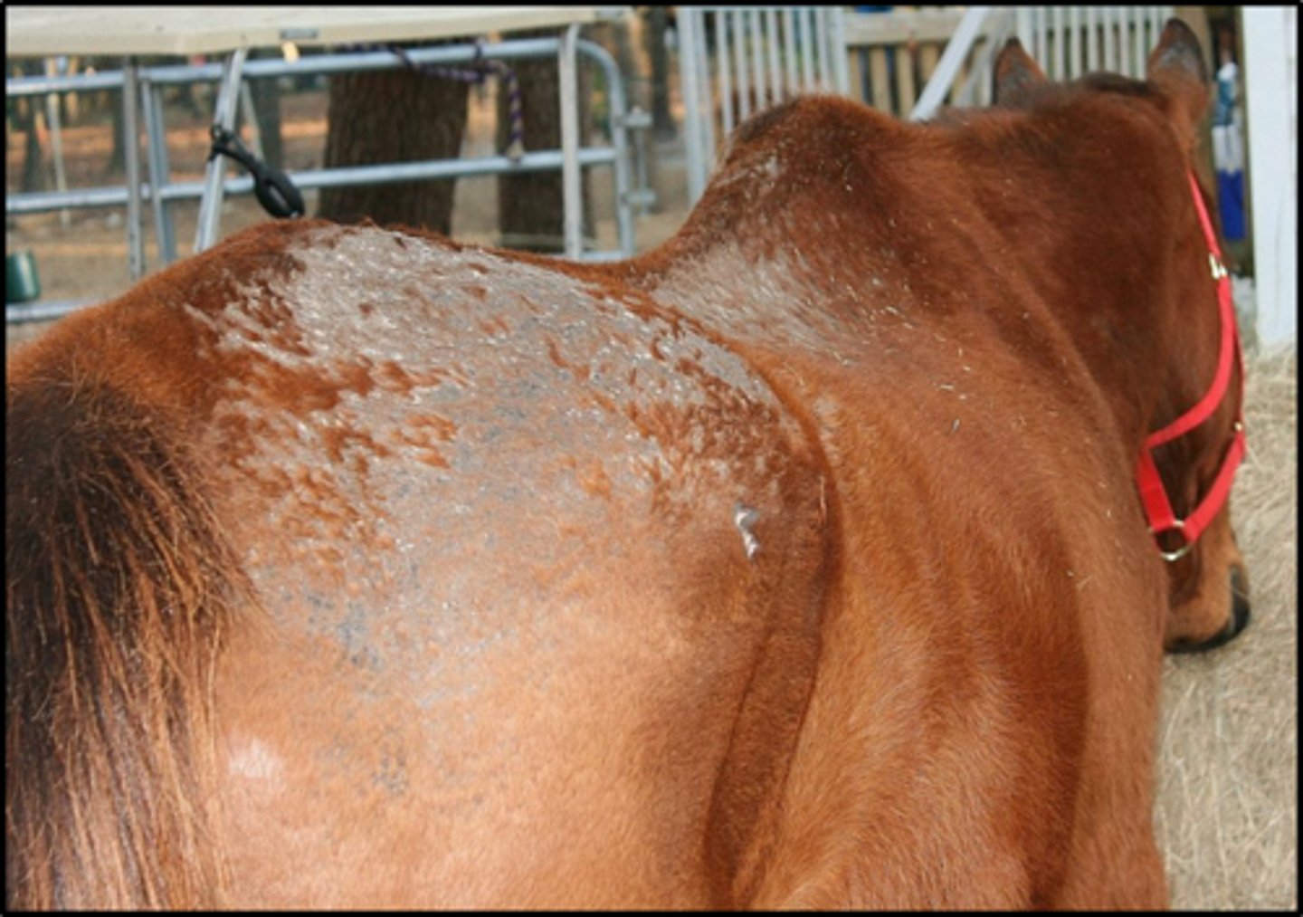 <p>- Dermatophilis congolensis (a bacteria)</p><p>- Chronic moisture and skin damage predispose</p>