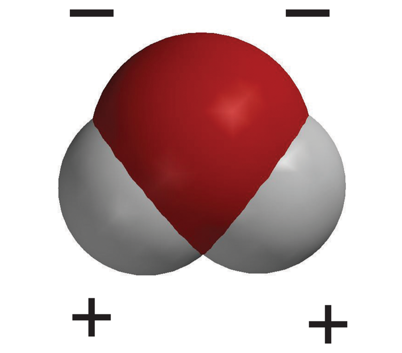 <p>an H20 molecule is ‘polar’ meaning it has a negative end and a positive end. It has a partial negative charge (1<sup>-</sup> oxygen atom), and a partial positive charge (2<sup>+</sup> hydrogen atoms) at the bottom of the oxygen.</p>