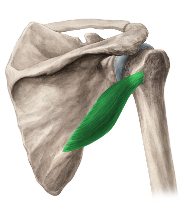 <p>origin: lateral border of dorsal scapular surface </p><p>insertion: greater tubercle of humerus </p>