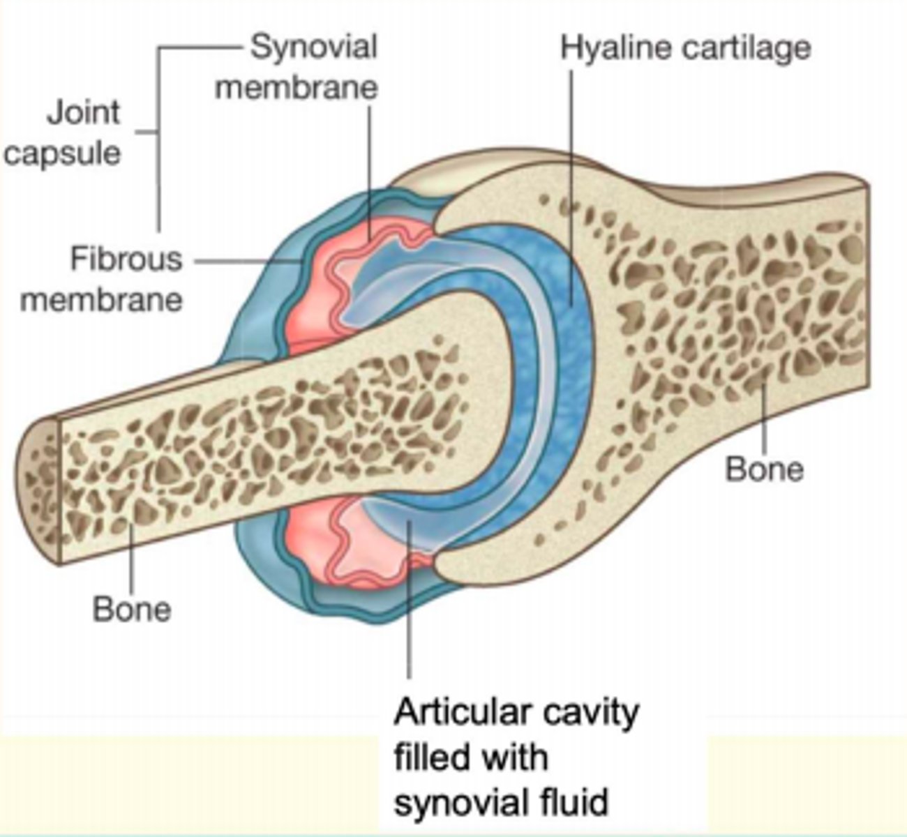 <p>1) Capsule</p><p>Fibrous Outer Membrane</p><p>Inner Synovial Membrane</p><p>2) Synovial Fluid</p><p>3) Hyaline cartilage</p><p>4) Other Structures</p><p>Ligaments</p><p>Menisci</p><p>Bursae</p><p>Tendons</p>