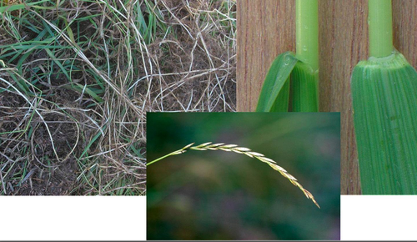 <p>Elymus repens</p>