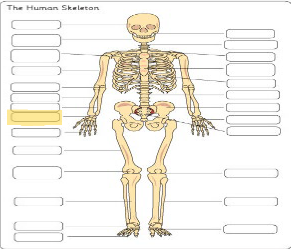 <p>What is this Bone?</p>