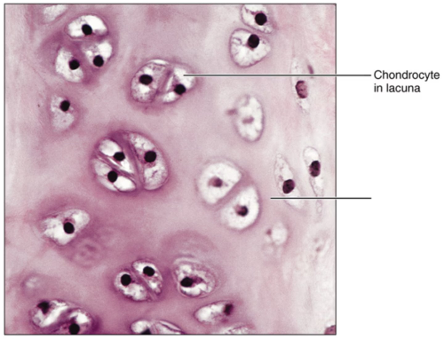<p>Label the outter structure.</p>