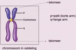 <ul><li><p>Telomeer</p><ul><li><p>Deze slijten af tot de chromosoom afsterft</p></li></ul></li><li><p>zusterchromatiden</p><ul><li><p>Links en rechtse beentje</p></li></ul></li><li><p>p</p><ul><li><p>Korte arm</p></li></ul></li><li><p>q</p><ul><li><p>Lange arm</p></li></ul></li><li><p>Centromeer</p><ul><li><p>Midden</p></li><li><p>3 soorten</p><ul><li><p>Metacentrisch centromeer</p><ul><li><p>In het midden</p></li><li><p>p en q zijn even lang</p></li></ul></li><li><p>Submetacentrisch centromeer</p><ul><li><p>Meer naar boven toe</p></li><li><p>q is langer</p></li></ul></li><li><p>Acrocentrisch centromeer</p><ul><li><p>Nog meer naar boven toe</p></li><li><p>Er is bijna geen korte arm meer </p><ul><li><p>Het is niet erg als chromosomen geen p arm meer hebben</p></li></ul></li></ul></li></ul></li></ul></li></ul><p></p>